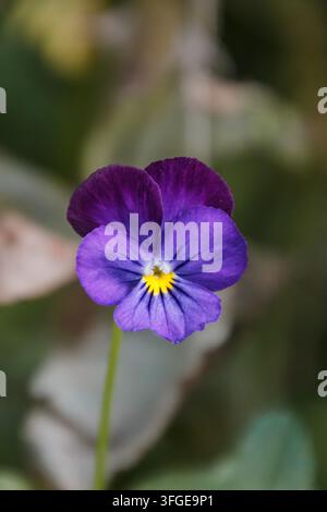 Makro-Nahaufnahme einer Stiefmütterchen-Blüte, lebendiges Lila und Weiß mit weichem Bokeh-Hintergrund Stockfoto