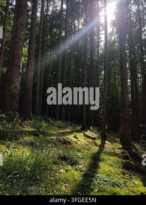 Sonnenstrahlen, die durch hohe Kiefern in einem nebligen Wald mit grünem Moos auf dem Boden scheinen, magische Lichtstrahlen in der europäischen Waldnatur Stockfoto