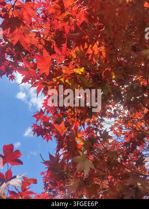 Niedriger Blickwinkel auf leuchtend rote und orange Herbst-Ahornblätter vor einem hellblauen Himmel mit weißen Wolken an einem sonnigen Tag Stockfoto