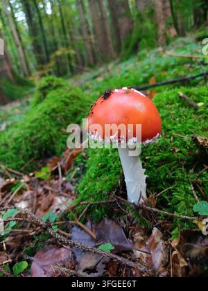 Einziger roter Fliegenpilz, der auf grünem Moos in einer magischen Herbstwaldlandschaft wächst Stockfoto