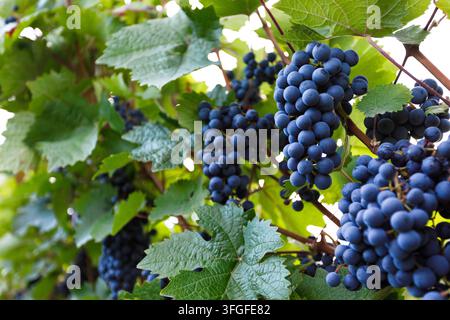 Trauben hängen an der Rebe im Weinberg, bereit für die Ernte im Herbst und die Weinherstellung Stockfoto