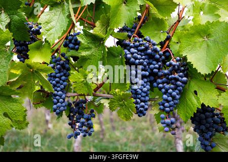 Trauben hängen an der Rebe im Weinberg, bereit für die Ernte im Herbst und die Weinherstellung Stockfoto