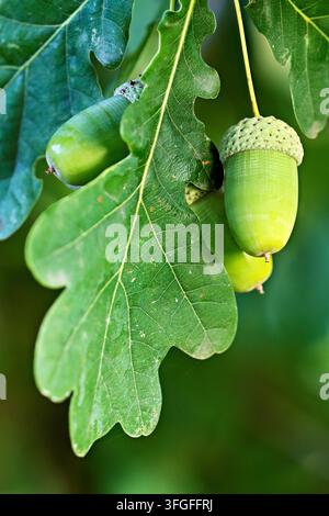 Eicheln und Blätter der Stieleiche (Quercus robur), Kanton Aargau, Schweiz Stockfoto