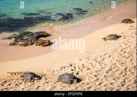 Grüne Meeresschildkröten ruhen auf sandigem Strand neben türkisblauem Wasser und Lavasteinen, Maui, Hawaii, USA Stockfoto