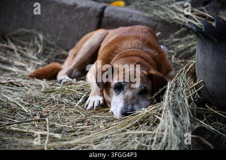 Porträt eines Rhodesian Ridgeback-Hundes in einem Herbstwald. Stockfoto