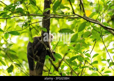 Weißgesichtiges Kapuzineraffe, Cebus capucinus Stockfoto