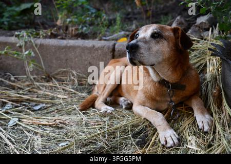 Porträt eines Rhodesian Ridgeback-Hundes in einem Herbstwald. Stockfoto