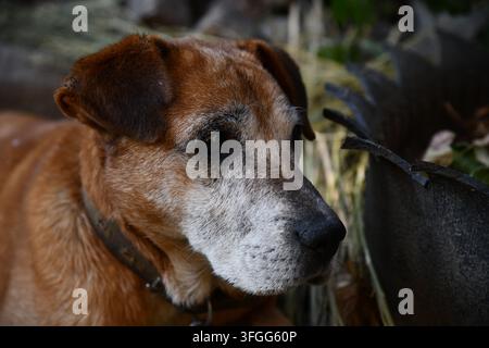 Porträt eines Rhodesian Ridgeback-Hundes in einem Herbstwald. Stockfoto
