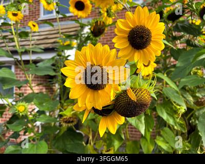 Sonnenblumen blühen in einem Vorgarten in Reading, UK Stockfoto