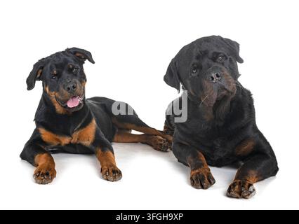 Reinrassige Rottweiler vor weißem Hintergrund Stockfoto