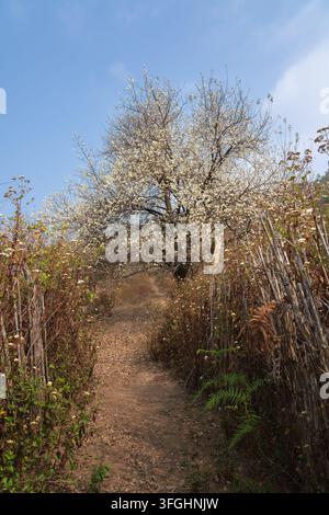 Ein schmaler Feldweg führt unter blühenden Wildapfelbäumen in Nam Nghiep, Son La, Vietnam, während der Frühlingsblütezeit. Stockfoto