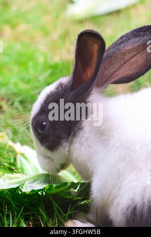Seitenansicht eines gescheckten schwarz-weißen Kaninchens, das Kohl frisst. Eine Nahaufnahme von der Seite eines Hauskaninchens mit Mischlingsrasse. Stockfoto