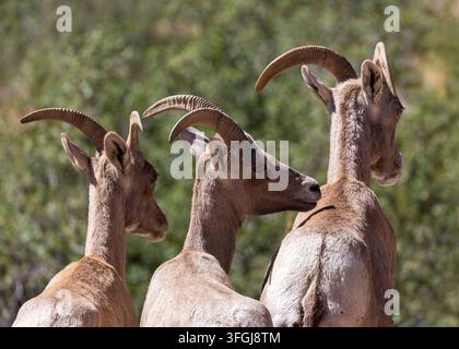 Drei Wüsten-Bighorn-Schafe (Ovis canadensis nelsoni) stehen Schulter an Schulter im Zion-Nationalpark, Utah. Stockfoto