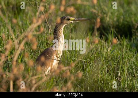 Batman, Batman, Türkei. 13. Sep, 2026. Ein Squacco-Häher (Ardeola ralloides) ist getarnt zwischen Vegetation in einem Feuchtgebiet in Batman, östliche Türkei, zu sehen. Er ernährt sich von kleinen Fischen, Fröschen, Wasserinsekten und anderen kleinen Wasserlebewesen. Beim Jagen bleibt er oft regungslos zwischen Wasserpflanzen, bevor er mit seinem langen, spitzen Schnabel plötzlich zuschlägt, um seine Beute zu fangen. (Bildnachweis: © Dogan Evsan/ZUMA Press Wire) NUR FÜR REDAKTIONELLE VERWENDUNG! NICHT FÜR KOMMERZIELLE VERWENDUNG! Stockfoto