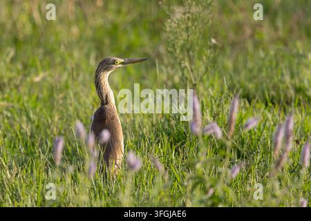 Batman, Batman, Türkei. 13. Sep, 2026. Ein Squacco-Häher (Ardeola ralloides) ist getarnt zwischen Vegetation in einem Feuchtgebiet in Batman, östliche Türkei, zu sehen. Er ernährt sich von kleinen Fischen, Fröschen, Wasserinsekten und anderen kleinen Wasserlebewesen. Beim Jagen bleibt er oft regungslos zwischen Wasserpflanzen, bevor er mit seinem langen, spitzen Schnabel plötzlich zuschlägt, um seine Beute zu fangen. (Bildnachweis: © Dogan Evsan/ZUMA Press Wire) NUR FÜR REDAKTIONELLE VERWENDUNG! NICHT FÜR KOMMERZIELLE VERWENDUNG! Stockfoto
