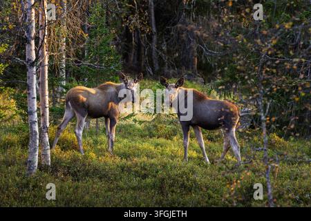 Zwei junge Elche blicken während des Sonnenuntergangs in Schweden im Wald hinter sich. Stockfoto