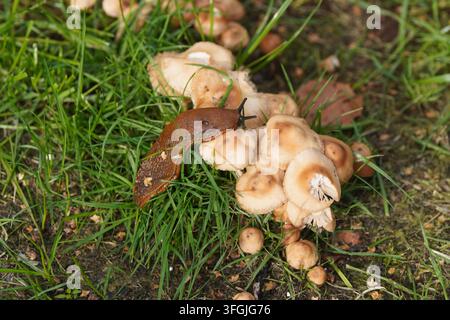 Europäische Rotschnecke (Arion rufus) oder Spanische Schnecke (Arion vulgaris) auf Marasmius oreades, dem Feenringpilz, Feenring-Champignon, Scotch Bonnet Stockfoto
