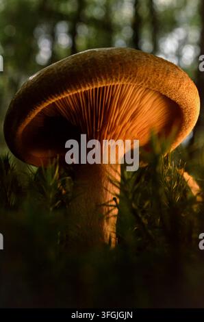 Wilder Pilz, der zwischen grünem Moos auf einem dunklen Waldboden wächst Stockfoto