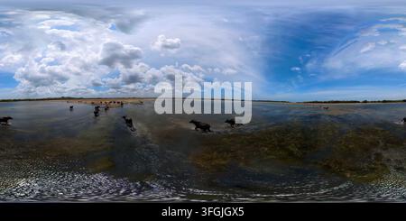 Eine Herde Wasserbüffel im See. Kumana-Nationalpark, Sri Lanka. VR 360 Stockfoto