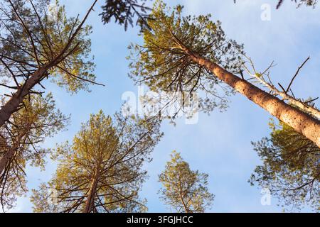 Horizontale Niedrigwinkelaufnahme von Kiefern, die nach dem blauen Himmel greifen Stockfoto