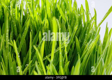 Frische, taufrische Weizenhalmblätter Nahaufnahme Stockfoto