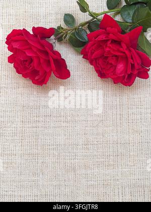 Natürlicher Leinenstoffhintergrund mit roten Rosen und großem Kopierraum Stockfoto