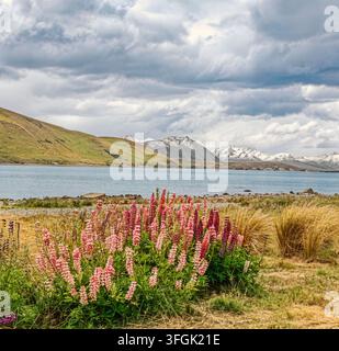 Lupinen blühen am Lake Tekapo, Neuseeland, mit türkisfarbenem Wasser, schneebedeckten Southern Alps und dramatischen Wolken im Hintergrund. Stockfoto