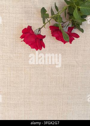 Rote Rosen auf natürlichem Leinenstoffhintergrund mit großem Kopierraum Stockfoto