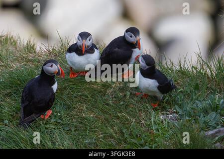 Vier Atlantik-Lummen, Fratercula arctica, stehen auf einer grasbewachsenen Klippe mit weichen Felsen im Hintergrund. Wildtier-Gruppenporträt in einer Küstenlandschaft Stockfoto