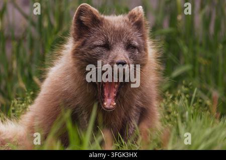 Nahaufnahme eines jungen Polarfuchses, Vulpes lagopus, der im grünen Gras mit hohen Schilf im Hintergrund gähnt und ein wildes Tier in einer ruhigen natürlichen Umgebung zeigt Stockfoto
