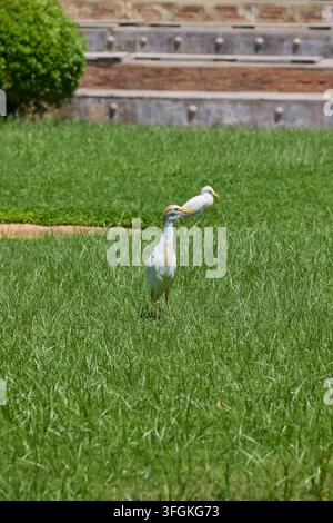 Rindwiedehopf steht auf üppigem grünem Gras im Sonnenlicht. Stockfoto