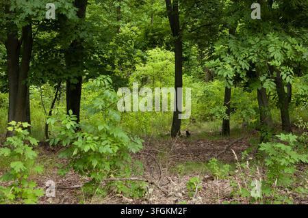Üppiger grüner Sommerwald mit dichtem Unterholz Stockfoto