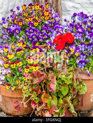 Bunte Stiefmütterchen und rote Pelargonien blühen in Terrakottatöpfen vor einer rustikalen Gartenmauer Stockfoto