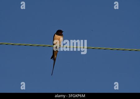 Schwalbe (Hirundo rustica) auf Draht Stockfoto