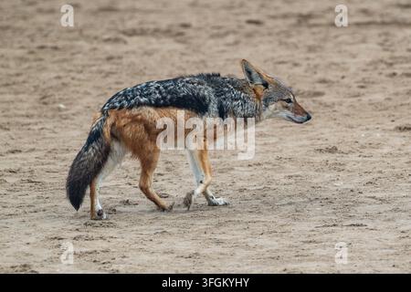 Eine Seitenansicht eines Schwarzrück-Jackals (Lupulella mesomelas), der über eine sandige Fläche in der Nähe von Walvis Bay, Namibia, läuft. Der Jackal hat ein markantes Schwarz Stockfoto