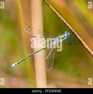 Bänderte Demoiselle auf einem Schilfrohr mit einem irisierenden grünen Körper und durchscheinenden Flügeln Stockfoto