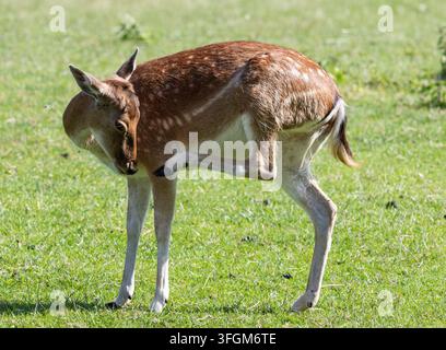 Dama in Baden-Württemberg. Ein niedliches europäisches Damwild kratzt sein braunes Fell auf einem schönen grünen Grasfeld in Gleichen, Mainhardt. Stockfoto