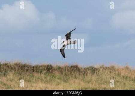 Eine unreife Möwe im Flug über das Naturschutzgebiet Bakkatjorn in Seltjarnarnes bei Reykjavík, Island, mit Küstendünengras unten. Stockfoto