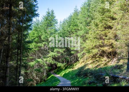 Ein Wanderweg mit Gehölzen an einem sonnigen Tag in Schottland, Vereinigtes Königreich Stockfoto