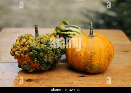 Drei dekorative Kürbisse und Gurken ruhen auf einem nassen Holztisch und zeigen lebhafte orange und grüne Farben mit interessanten Texturen für eine Herbstsaison Stockfoto