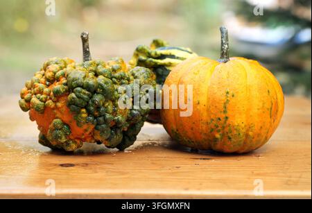 Verschiedene dekorative Kürbisse und orangefarbene Kürbisse liegen auf einem nassen Holztisch und zeigen lebhafte Herbstfarben und natürliche Texturen für den Herbst Stockfoto