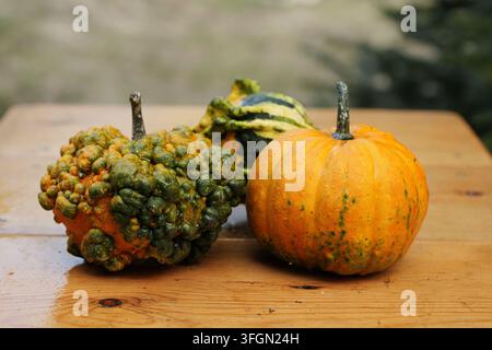 Drei dekorative Kürbisse und Gurken ruhen auf einem nassen Holztisch und zeigen lebhafte orange und grüne Farben mit interessanten Texturen für eine Herbstsaison Stockfoto