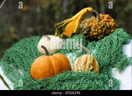 Verschiedene Kürbisse und Gurken zeigen lebendige Farben und einzigartige Texturen, die auf einem grünen Netz ruhen und die Fülle und dekorative Elemente repräsentieren Stockfoto