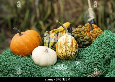 Herbsternte-Arrangement mit einer lebendigen Auswahl an farbenfrohen Kürbissen und dekorativen Kürbiskürbissen, die auf einem grünen Netz ruhen, symbolisch für die Jahreszeit Stockfoto