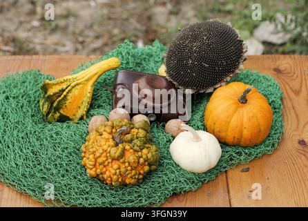 Herbsternte-Stillleben mit bunten Kürbissen, Kürbisbechern, Sonnenblumenkopf, Walnüssen und einer Vintage-Kamera im Ledercase auf grünem Netz über rustikalem Holz Stockfoto