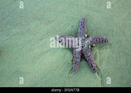 Ocker-Seestern (Pisaster ochraceus), Stonefield Beach State Park, Oregon Stockfoto