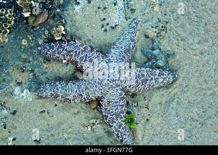 Ocker-Seestern (Pisaster ochraceus), Stonefield Beach State Park, Oregon Stockfoto