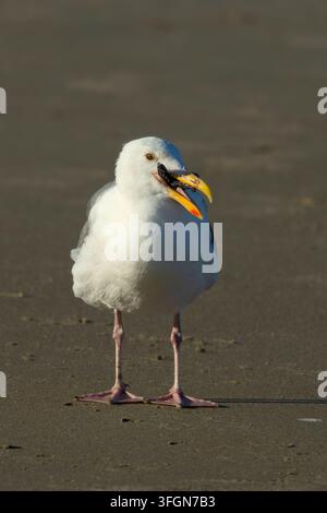 Möwenart (Larus occidentalis) frisst Ochsenstern (Pisaster ochraceus), Stonefield Beach State Park, Oregon Stockfoto