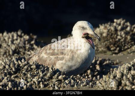 Möwenart (Larus occidentalis) frisst Ochsenstern (Pisaster ochraceus), Stonefield Beach State Park, Oregon Stockfoto