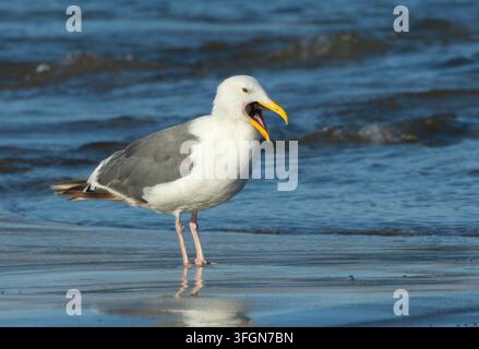 Möwenart (Larus occidentalis) frisst Ochsenstern (Pisaster ochraceus), Stonefield Beach State Park, Oregon Stockfoto